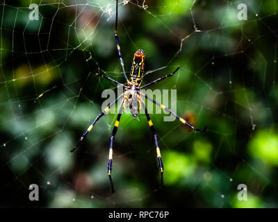 Eine japanische gumo Spider ruht in seiner Web entlang einer ruhigen Wanderweg im Zentrum der Präfektur Kanagawa, Japan Stockfoto