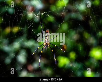 Eine japanische gumo Spider ruht in seiner Web entlang einer ruhigen Wanderweg im Zentrum der Präfektur Kanagawa, Japan Stockfoto