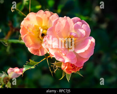 Ein paar kleine Rosa rugosa rose Blumen blühen in einem Garten im Zentrum von Kanagawa, Japan Stockfoto
