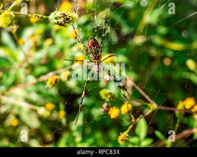 Eine japanische gumo Spider ruht in seiner Web entlang einer ruhigen Wanderweg im Zentrum der Präfektur Kanagawa, Japan Stockfoto