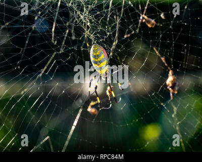 Eine japanische gumo Spider ruht in seiner Web entlang einer ruhigen Wanderweg im Zentrum der Präfektur Kanagawa, Japan Stockfoto