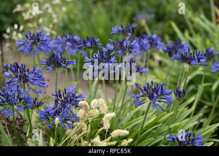 AGAPANTHUS DUNKELBLAU Stockfoto