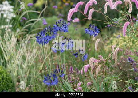 AGAPANTHUS NORTHERN STAR UND SANGUISORBA LILA EICHHÖRNCHEN Stockfoto