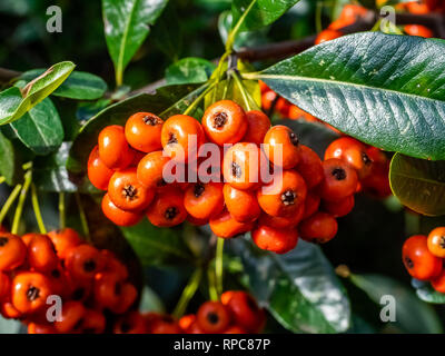 Ein großer Cluster von reifen Beeren firethorn hängen von einem Busch entlang einer ruhigen Wanderweg in Kanagawa, Japan Stockfoto