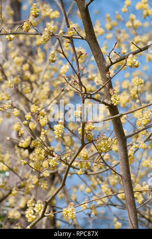 CORYLOPSIS SINENSIS VAR SINENSIS FEDER LILA Stockfoto