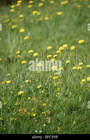 Gemeinsame HABICHTSKRAUT HIERACIUM LACHENALII Stockfoto