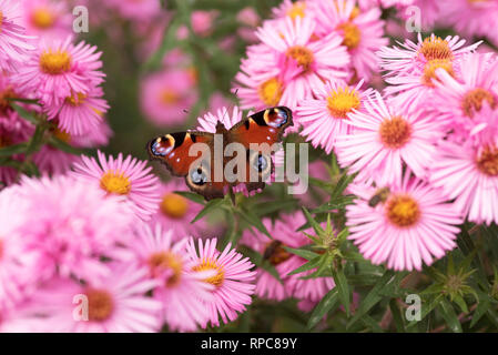 INACHIS IO TAGPFAUENAUGE Fütterung auf SYMPHYOTRICHUM BADSEY ROSA Stockfoto