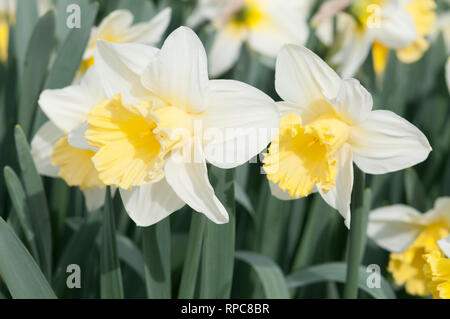 NARCISSUS Stockfoto