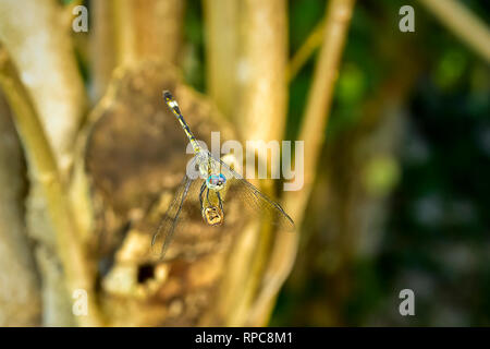 Libelle auf einem Zweig im Garten Stockfoto