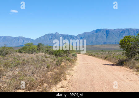 Landschaft Blick auf die Langeberg Mountains und renosterveld Fynbos Vegetation der Bontebok Nationalpark, Western Cape, Südafrika Stockfoto