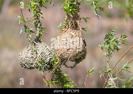 Nest einer Cape Weaver Vogel, Ploceus capensis aus Gras und Stroh auf die Zweige einer Trauerweide Baum über Wasser verwoben. Nahaufnahme Detail Stockfoto