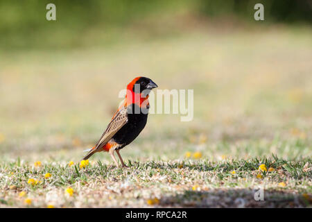 Männlicher südlichen Roten Bischof, Western Cape, Südafrika im Frühjahr stehen auf Gras in einer Seitenansicht mit Kopie Raum Stockfoto