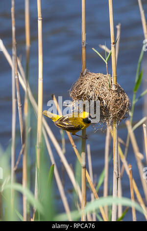 Südliche maskierte Weaver männlich, Ploceus velatus, die Zerstörung einer alten Nest am Ufer des Breede River, Western Cape, Südafrika. Zucht Farben in Stockfoto