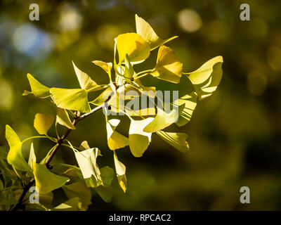 Ein Zweig voller Gingko Blätter gelb, als Fallen setzt in der gesamten Region Kanto von Japan Stockfoto