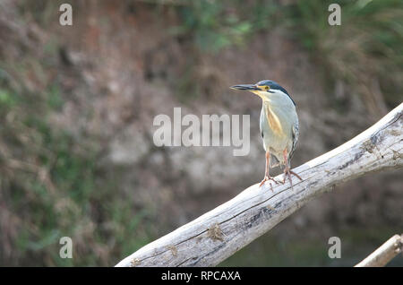 Gestreift oder Green-backed Heron (Butorides striatus) Stockfoto