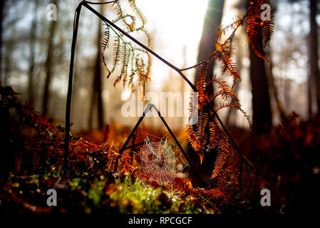 Schöne misty bunte Herbstliche Szene der Farne im NewForest mit einem angeschlossenen Spinnennetz in Tau mit der Sonne brechen im Hintergrund. Stockfoto