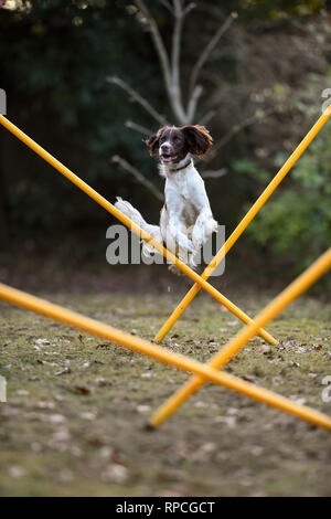 Ein junger englischer Springer Spaniel (11 Monate) hat Spaß beim Agility Training über Polen im Garten springen. Stockfoto