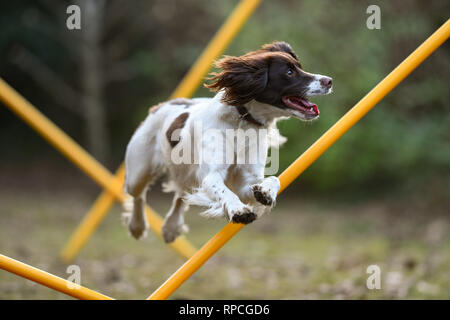 Ein junger englischer Springer Spaniel (11 Monate) hat Spaß beim Agility Training über Polen im Garten springen. Stockfoto