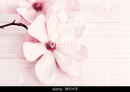 Magnolia soulangeana Blume auf weißem Holz- Hintergrund. Kopieren Sie Platz für Text Stockfoto