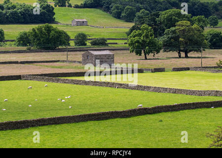 Alte Stein Scheunen und Heuwiesen Ashrigg Bottoms Swaledale Yorkshire Dales National Park England UK Juli 2016 Stockfoto