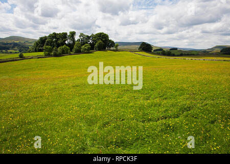 Wilde Blumenwiesen und Trockenmauern in der Nähe von Hawes Wensleydale Yorkshire Dales National Park Yorkshire England UK Juli 2016 Stockfoto