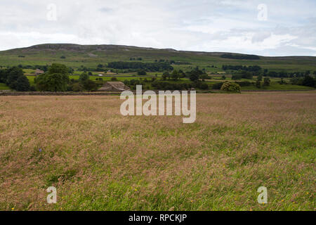 Alte Scheune und wiesen Askrigg Bottoms Wiese Askrigg Wensleydale Yorkshire Dales National Park Yorkshire England UK Juli 2016 Stockfoto