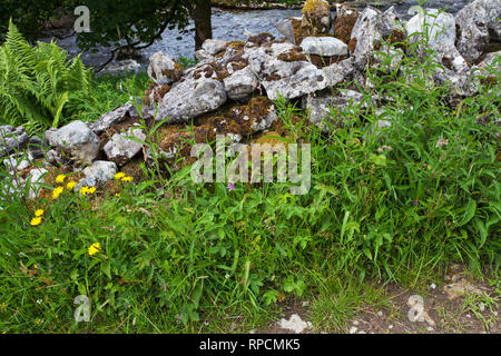 Alte Steinmauer neben Greenfield Beck Yockenthwaite wiesen Langstrothdale Yorkshire Dales National Park Yorkshire England UK Juli 2016 Stockfoto