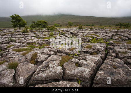 Southerscales Narbe Yorkshire Wildlife Trust finden in der Nähe von Chapel-le-Dale Yorkshire Dales National Park Yorkshire England UK Juli 2016 Stockfoto