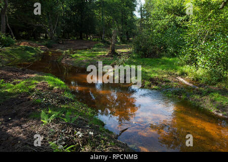 Wiederhergestellte stream und Bachbett Wootton New Forest National Park Hampshire England UK September 2016 Stockfoto