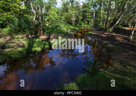 Wiederhergestellte stream und Bachbett Wootton New Forest National Park Hampshire England UK September 2016 Stockfoto