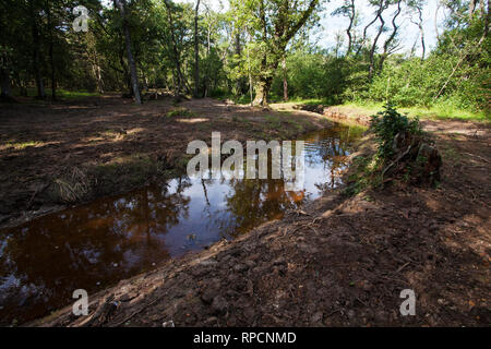 Wiederhergestellte stream und Bachbett Wootton New Forest National Park Hampshire England UK September 2016 Stockfoto