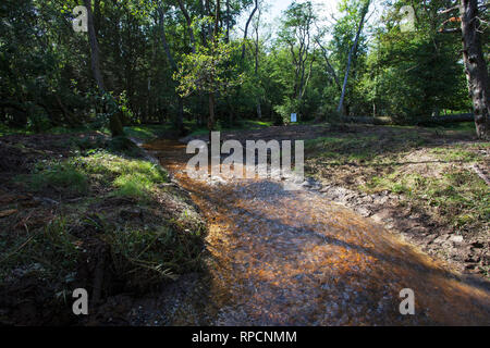 Wiederhergestellte stream und Bachbett Wootton New Forest National Park Hampshire England UK September 2016 Stockfoto