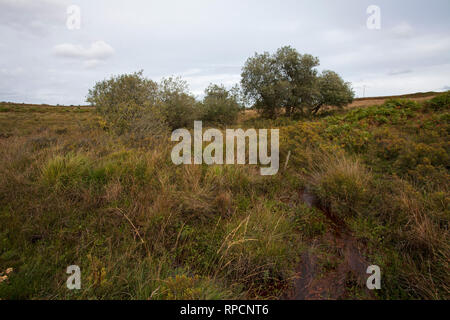 Sumpfigen Bereich Harvestslade unten New Forest National Park Hampshire England UK September 2016 Stockfoto