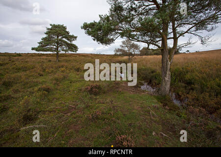 Sumpfigen Bereich Harvestslade unten New Forest National Park Hampshire England UK September 2016 Stockfoto