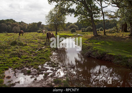 New Forest Ponys neben wiederhergestellte Stream und stream Bett in der Nähe Ridley Green New Forest National Park Hampshire England UK September 2016 Stockfoto