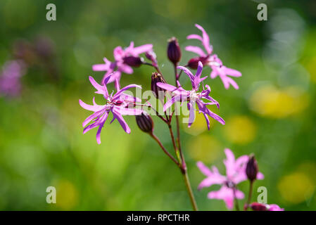 Ragged Robin, Lupinus flos-cuculi, in Wilde Blumenwiese, Torhaus der Flotte, Dumfries and Galloway, Schottland Stockfoto