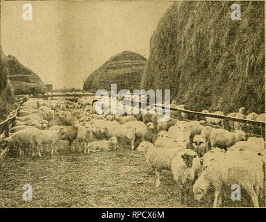 . American bee Journal. Biene Kultur; Bienen. 366 AMERICAN BEE JOURNAL, 7. Juni 1900. Kämme, wo die Sonne auf Sie, und das ist der ganze Prozess. Ich baue einen Rahmen auf der Südseite von meinem honej'-Haus, und dieselbe bedecken mit Baumwoll - Tuch. Eine Tür öffnet sich von der houey-Haus in dieses Zimmer. Ich Regale an der Seite und Enden dieses Zimmer, dem unteren Regal wird ein breites Brett als Tabelle verwendet werden. Ich stelle die Kämme auf diesen Regalen, so dass das Licht der Sonne wird stril^e. Dunkle Kämme werden mehrere Stunden erfordern. Dieser Plan • wird dunkel Kämme hier weiß in Cali-fornia. Wenn j'ou Ausräuchern ein Paar c Stockfoto