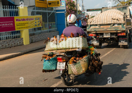 Mann Transport Hühner auf einem Moped, Tan Chau, Vietnam, Asien auf den Markt Stockfoto