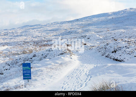 Kalten Wintertag mit Rehen durch Schnee am Rannoch Moor, Glencoe, Scottish Highlands, Schottland, UK im Januar Stockfoto