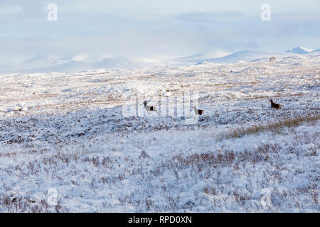 Kalten Wintertag mit Rehen durch Schnee am Rannoch Moor, Glencoe, Scottish Highlands, Schottland, UK im Januar Stockfoto