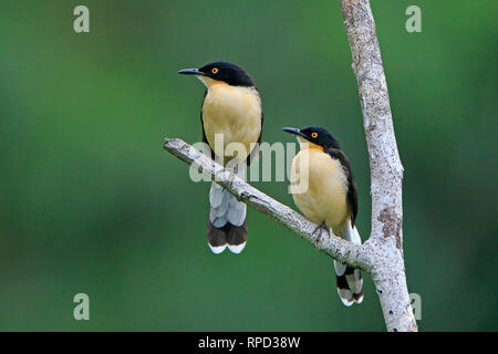 Ein paar Schwarze, schneebedeckten Donacobius auf dem Napo Fluss in der Sani Lodge Ecuador Amazonas Stockfoto