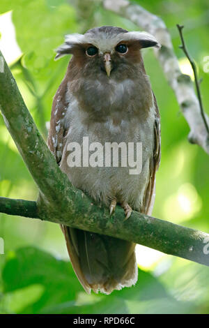 Crested Eule in der Nähe von Sani Lodge Ecuador Amazonas Stockfoto