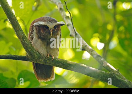 Crested Eule in der Nähe von Sani Lodge Ecuador Amazonas Stockfoto