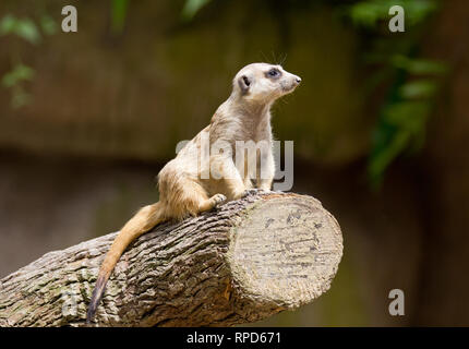 Erdmännchen, Suricata suricatta, Guard in der Aufmerksamkeit. Singapur Zoo. Stockfoto