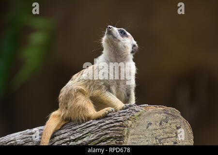 Erdmännchen, Suricata suricatta, Guard in der Aufmerksamkeit. Singapur Zoo. Stockfoto