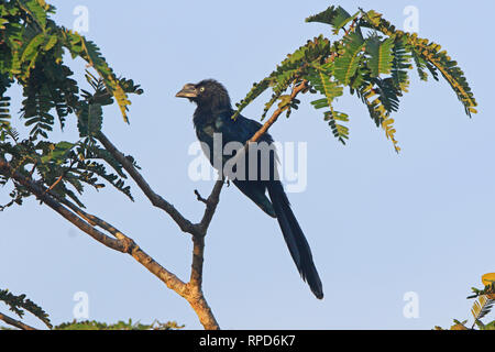 Mehr Ani auf dem Napo Fluss in der Nähe von Sani Lodge Ecuador Amazonas Stockfoto