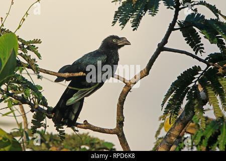 Mehr Ani auf dem Napo Fluss in der Nähe von Sani Lodge Ecuador Amazonas Stockfoto