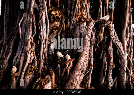 In der Mitte des berühmten Waikiki Beach auf Oahu, steht ein riesiger Banyan Tree, Zeit genommen hat, es ist toll auf dem Baum ausgesetzt zu sein. Stockfoto