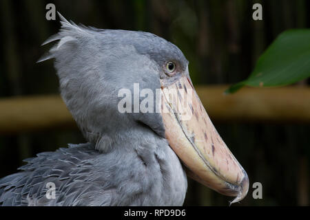 Der Schuhschnabel, Balaeniceps Rex, auch als whalehead oder Schuhe, Bekannt-billed Stork portrait. Stockfoto