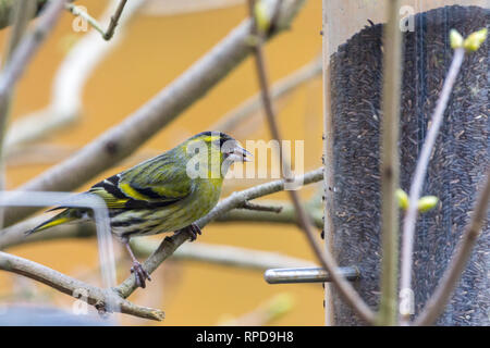 Siskin Beschickung von Garten niger Saatgut Einzug. Männliche Gefieder schwärzlich Cap und Lätzchen gelb Flächenstreben gegabelten Schwanz Bauchspeck gelb grün Körper und hellem Bauch. Stockfoto